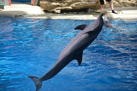 Dolphins in Action (Dolphin Show)