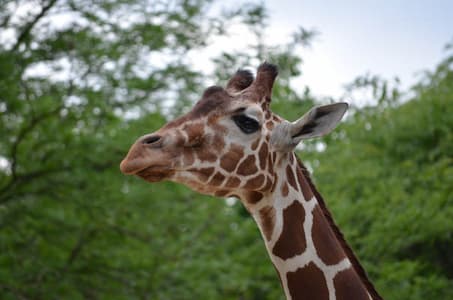 Habitat Africa and the Giraffes