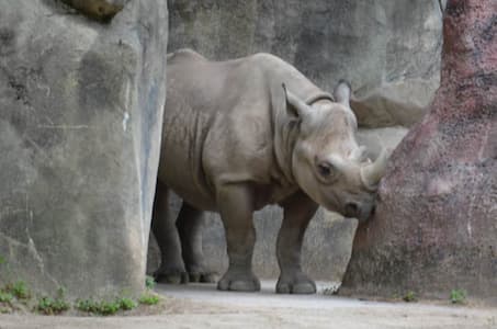 Pachyderms (Rhinos and Hippos)