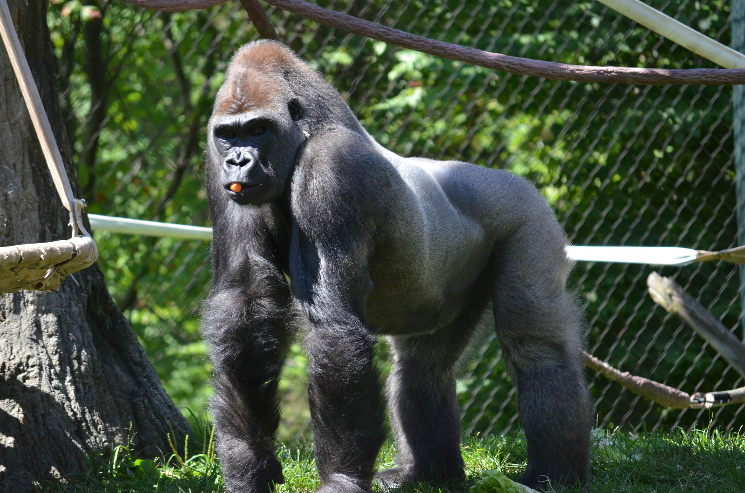Center for African Apes
