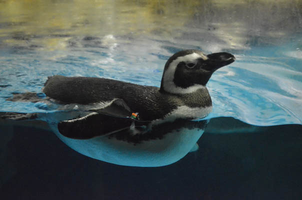 Underwater Viewing (and Penguins)