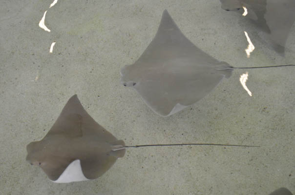 Stingray Touch and Feeding